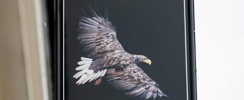 The Spread Eagle